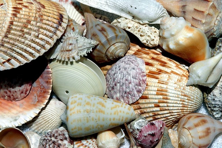 Here’s How You Can Sell More Sea Shells